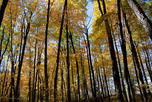 harmony wi woodswalk harmonyhardwoods harmonyarboretum harmonyhardwoodsmemorialforest