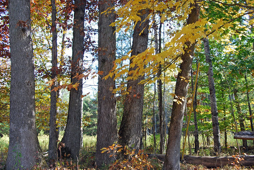 autumn trees fall leaves river october michigan muskegon 2011 newaygo highrollaway