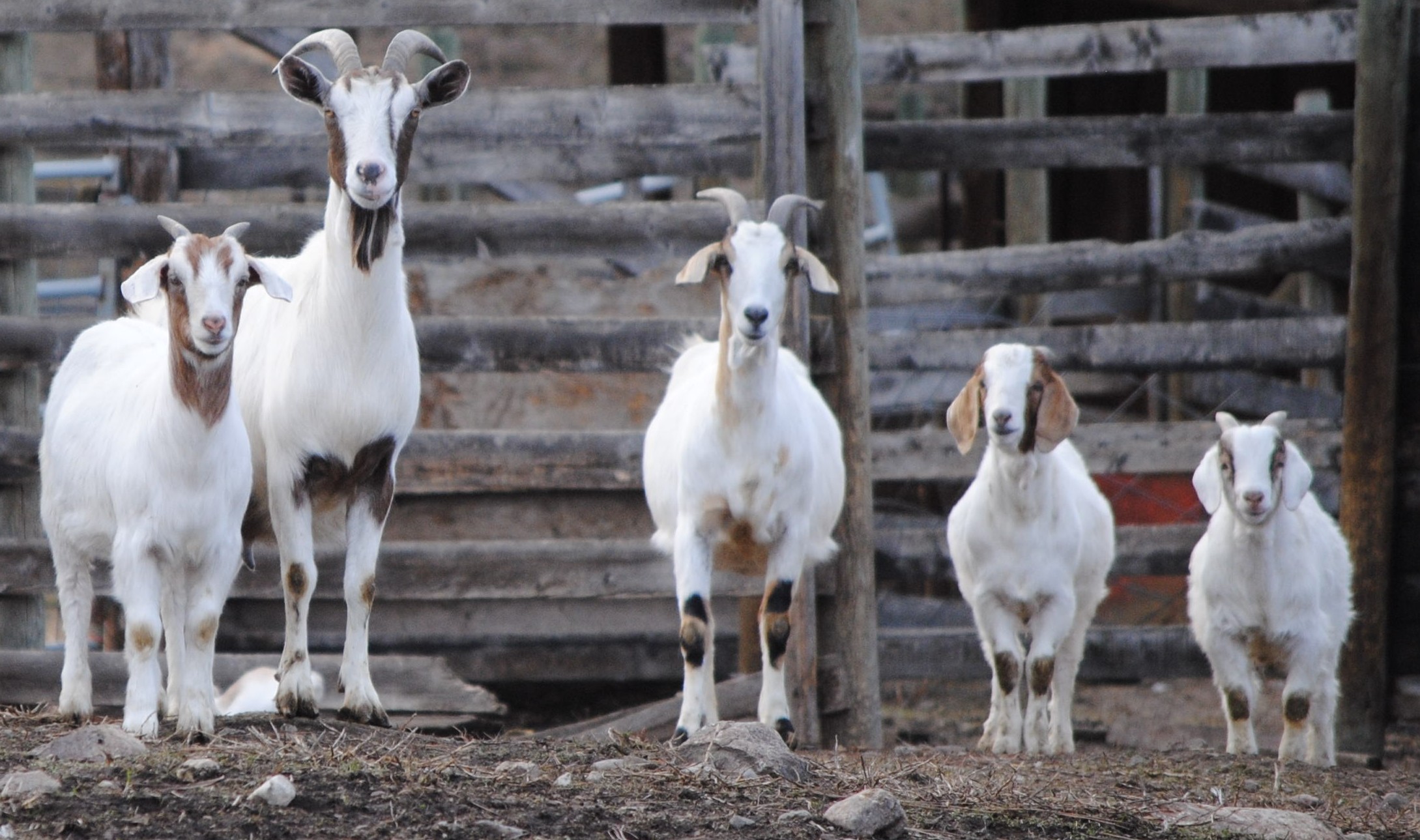 happy goat family