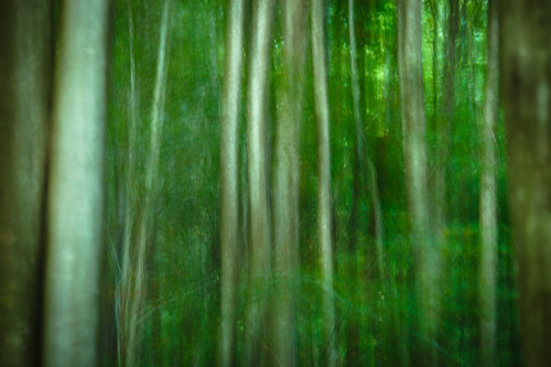 trees abstract verde green forest woods árboles bosque montseny