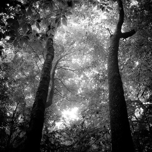 trees light shadow blackandwhite bw monochrome leaves forest square blackwhite woods nikon dunes saugatuck d5000 noahbw