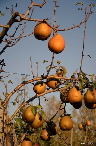 fruits automne poire poirier arbresfruitiers