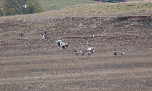 county oklahoma birds wildlife salt national plains migration refuge alfalfa