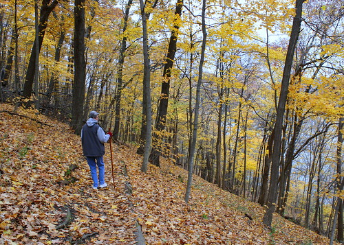 autumn forest woods suzie beloit rockriver bighillpark