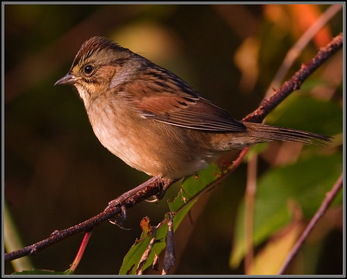nature birds fauna virginia swampsparrow melospizageorgiana accomackcounty nandua canon40d700mmf56iso4001400secavspotnoflash