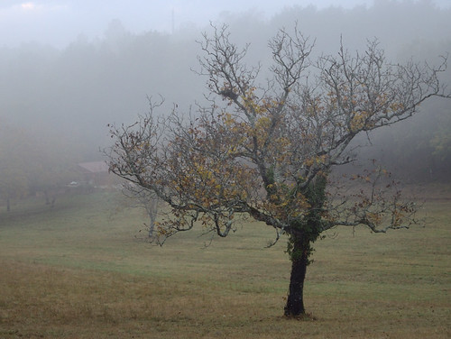 mist france tree fog weide nikon meadow dordogne boom montignac frankrijk nikkor perigord acquitaine ochtendmist natureplus 18105mm d7000 pjerry