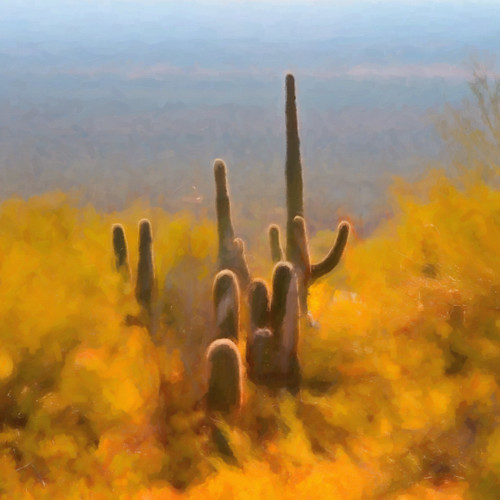 cactus sonora desert pianted saquaro colorphotoaward blinkagain