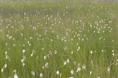 native marsh wetland bracts sedge monocots cyperaceae dichromena graminoid rhynchosporalatifolia insectpollinated