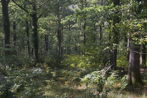 art topf25 woodland photo jonathan charles dartmoor jonathancharles