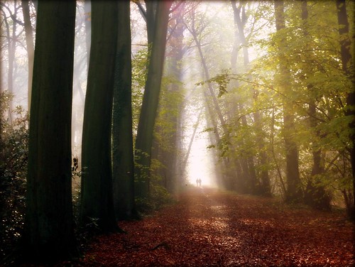 autumn trees mist nature leaf bomen belgium natuur antwerp ranst dreef flickraward zevenbergenbos flickraward5