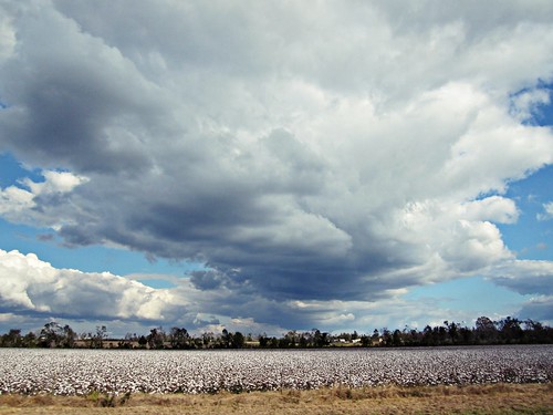 storm clouds mississippi day cotton