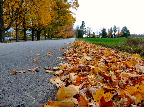 road autumn trees color leaves landscape lowview
