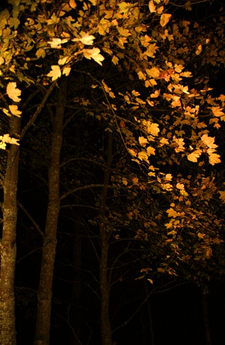 autumn leaves night forest nacht herbst wald blätter