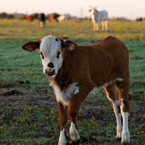 ranch morning baby animal sunrise canon paw farm bull dew hoof calf juvenile bovine 500d ef100mmf28usmmacro t1i