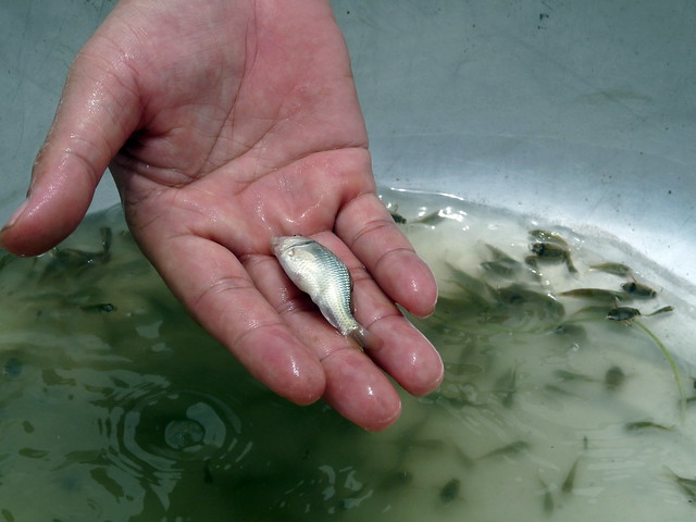 Fish Fingerling, Cambodia. Photo by O. Joffre, 2010