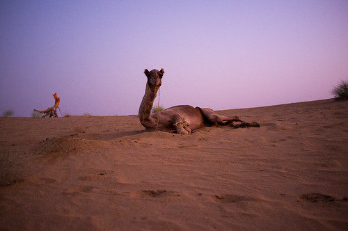 india desert camel rajasthan camelsafari thardesert