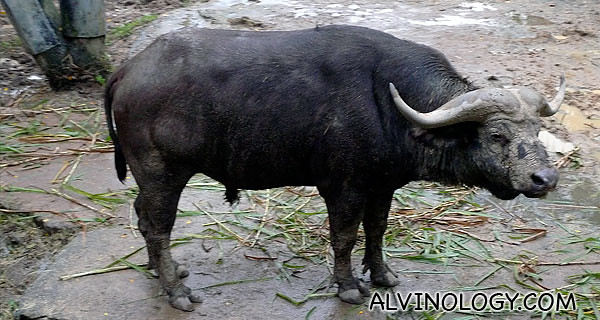 Close-up of a water buffalo