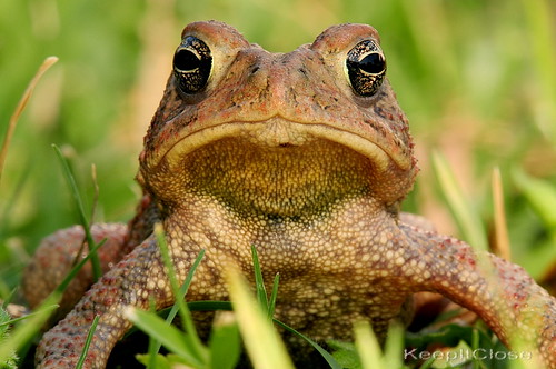 macro nikon toad tamron d300 180mm flickraward keepitclose