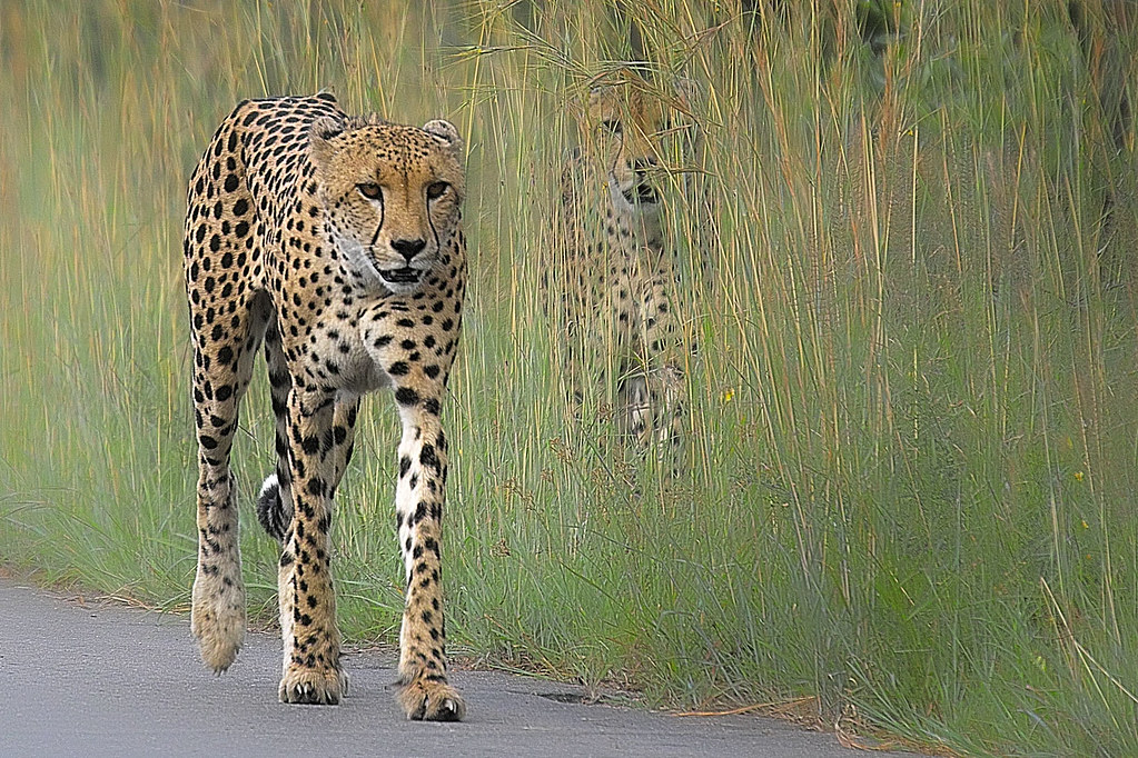 Copy of Cheetahs by Triggs Fourth