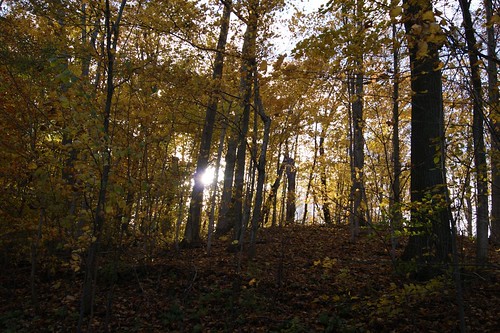 autumn trees sun fall nature leaves forest woods