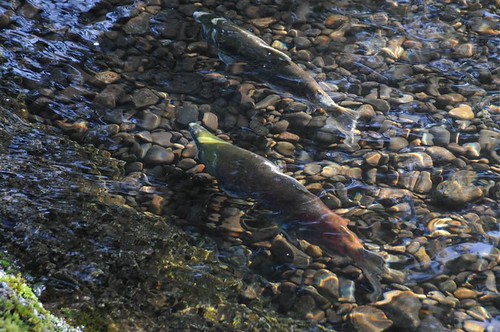 salmon weavercreekspawningchannel