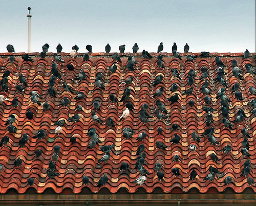 roof rooftop birds canon eos texas mark pigeon pigeons flock ii convention 5d pampa