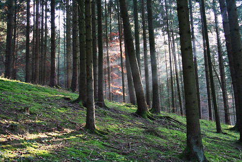 trees light forest germany bavaria woods