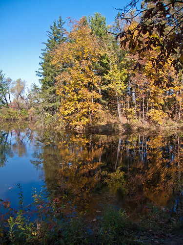 autumn trees reflection tree fall nature water forest landscape pond scenery waves wave foliage