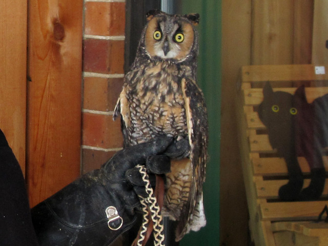 Long-eared Owl