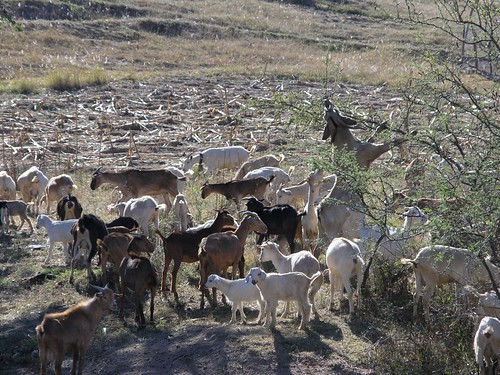 plants latinamerica animals mexico flickr 2006 goats oaxaca mammals mex gpsapproximate