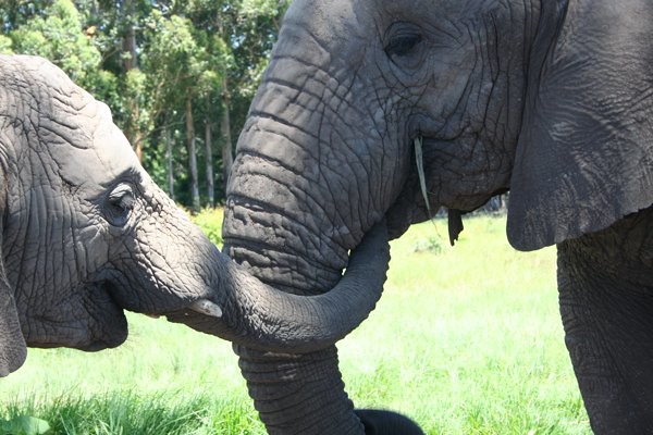 Knysna Elephant Park 10
