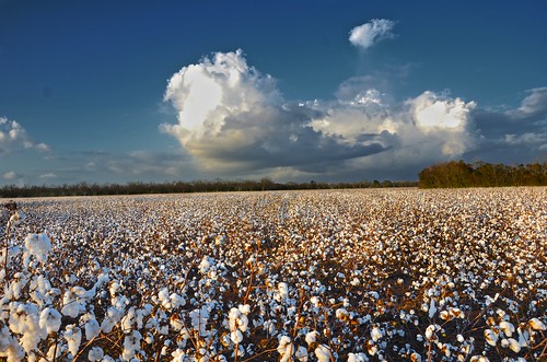 field landscape farm cotton