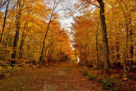 road park autumn trees fall colors leaves forest october closed vermont state hike foliage lane brookfield vt allis