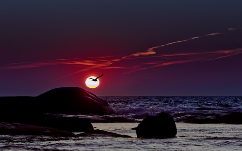 autumn sunset sea sun color bird water silhouette photoshop dark nikon rocks sweden wildlife adobe nikkor 70200 f28 sergei varberg lightroom halland cs5 d7000