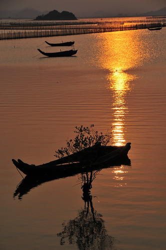china sunset plant water gold golden evening boat dusk ripple mel mangrove melinda fishingboat 船 紅樹林 gunagdong 漁船 sooc huidong 白沙村 chanmelmel 惠東 melindachan 鹽洲