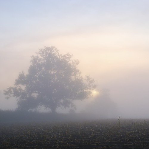 uk autumn mist fog sunrise dawn gloucester elmore paulwheeler afszoomnikkor2470mmf28ged paulsimonwheeler