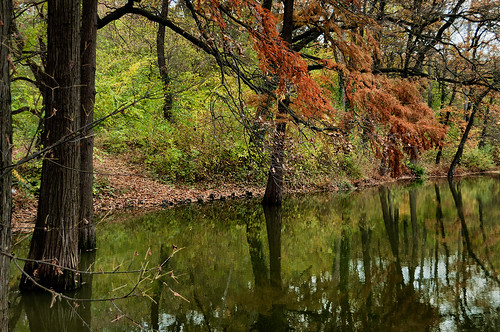 wood autumn trees orange brown lake reflection tree green fall nature water leaves forest catchycolors romania trunk bucharest d5000 flickraward ilfov brănești