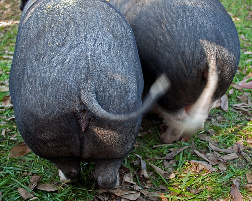 happy pig tail pigtails hog tails rearend potbellypig lewsiburg
