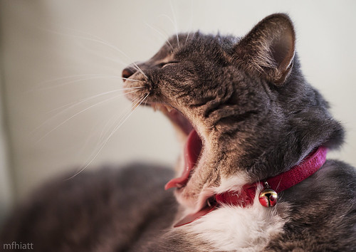 pet cat lion yawn collar roar housecat 2011yip 3652011 2011inphotos mfhiatt michaelfhiatt