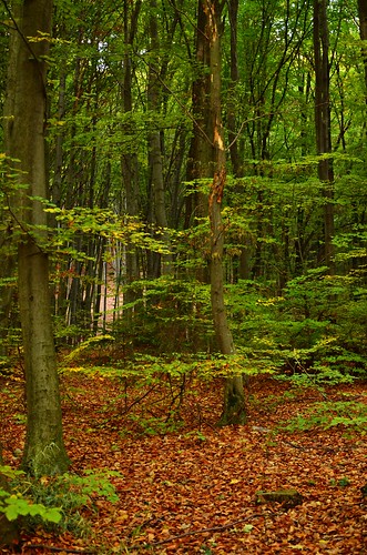 wood trip autumn nature forest landscape nikon picnic tour litter journey vr outing excursion nikkor18105mm d5100