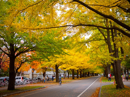 Colored Leaves at Hokkaido University