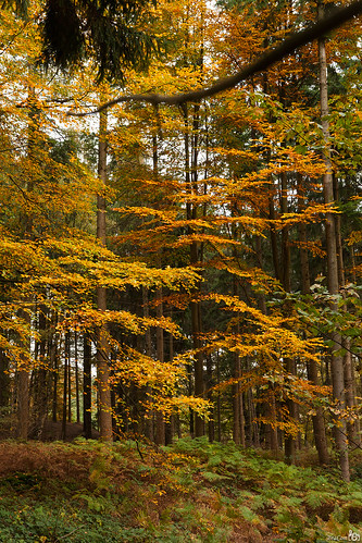 autumn trees fall leaves forest germany bomen woods herfst blad bos duitsland wachtendonk noordrijnlandwestfalen bracom bramvanbroekhoven