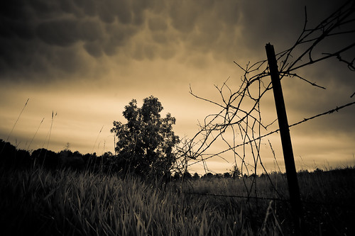 summer sky blackandwhite bw usa tree nature field grass sepia wisconsin clouds america fence landscape photography photo vines image belleville picture august explore american barbedwire northamerica canonef1740mmf4lusm mammatus hff iceagetrail 2011 canoneos5d flickrexplore danecounty lorenzemlicka happyfencefriday