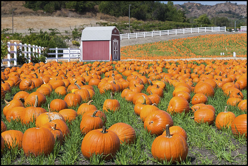 pumpkins calpolypomona pomona autumn kenszok canon canondslr canon5d 5d outdoors inlandempier socal california