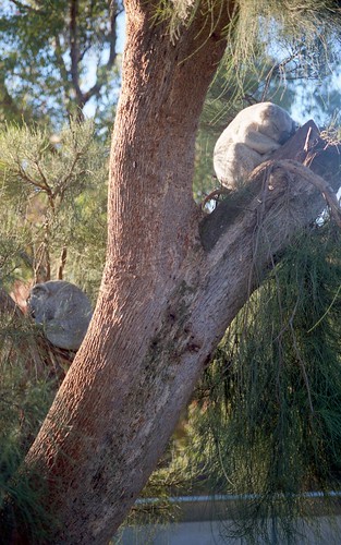 holiday animal zoo martin outdoor australia koala westernaustralia cohunu