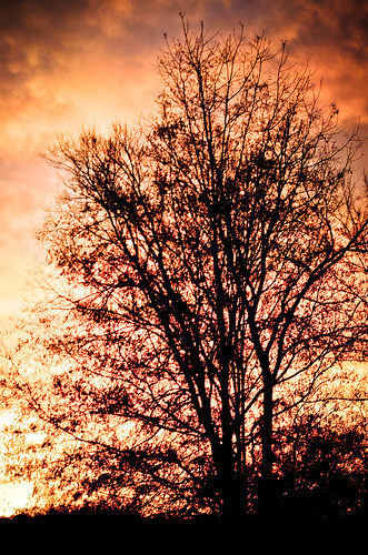 sunset tree fire