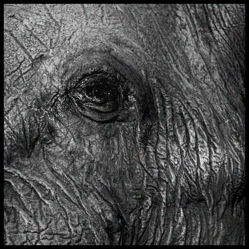 africa bw elephant eye museum belgium tervueren janherremans