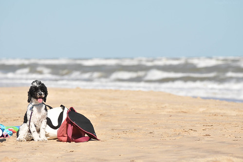 sea usa dog pet fall beach gulfofmexico water photography sand nikon tx surfside d90