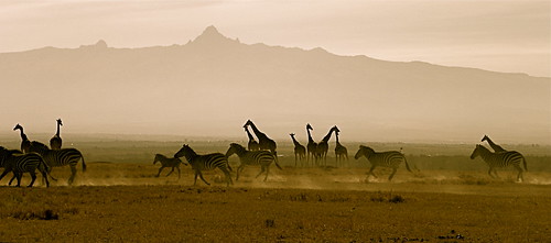 肯亞Ol Pejeta保育區是少數准許經營牧場的保護區。