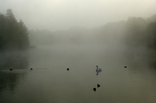 autumn mist lake water birds sunrise sussex colours horsham wildfowl southwater